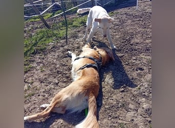 Diva - neugierig, verschmust und interessiert an einer festen Beziehung! Diva ist in De.