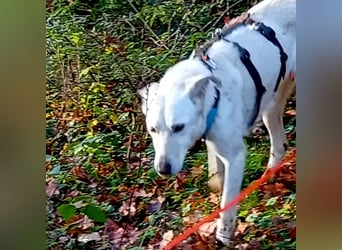 Diva - neugierig, verschmust und offen für ein neues Leben