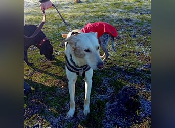 Diva - neugierig, verschmust und offen für ein neues Leben