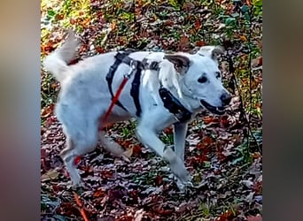 Diva - neugierig, verschmust und offen für ein neues Leben