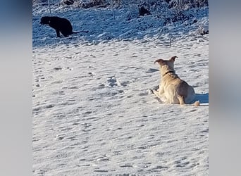 Diva - schon auf PS in De - neugierig, verschmust und offen für ein neues Leben