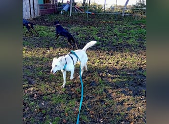 Diva - neugierig, verschmust und offen für ein neues Leben