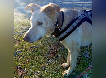 Diva - neugierig, verschmust und offen für ein neues Leben