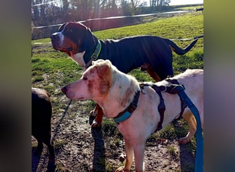 Diva - neugierig, verschmust und offen für ein neues Leben