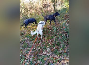 Diva - neugierig, verschmust und offen für ein neues Leben