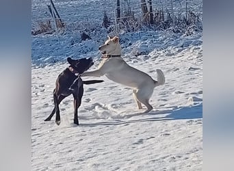 Diva - schon auf PS in De - neugierig, verschmust und offen für ein neues Leben