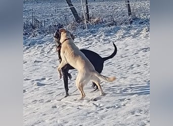 Diva - schon auf PS in De - neugierig, verschmust und offen für ein neues Leben