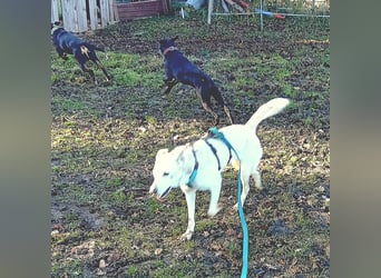 Diva - neugierig, verschmust und offen für ein neues Leben