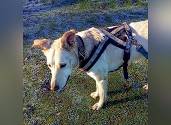 Diva - neugierig, verschmust und offen für ein neues Leben