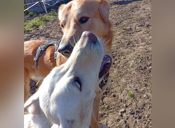 Diva - neugierig, verschmust und interessiert an einer festen Beziehung! Diva ist in De.