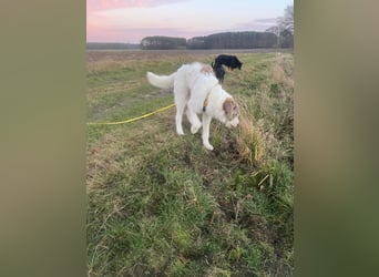 Anton: toller Familienhund und Begleiter