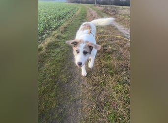 Anton: toller Familienhund und Begleiter