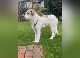 Anton: toller Familienhund und Begleiter