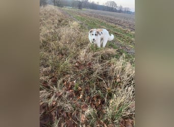 Anton: toller Familienhund und Begleiter