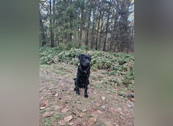 Labrador Retriever Deckrüde mit Erfahrung!