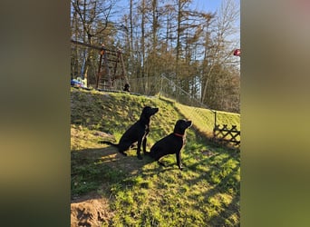 Labrador Retriever Deckrüde mit Erfahrung!