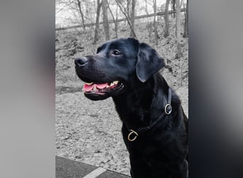 Labrador Retriever Deckrüde mit Erfahrung!