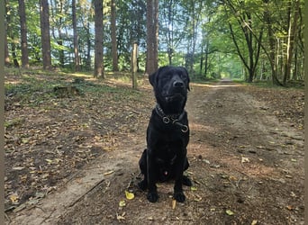 Labrador Retriever Deckrüde mit Erfahrung!