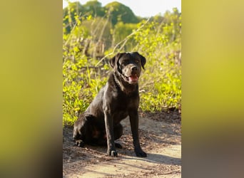 Labrador Retriever Deckrüde mit Erfahrung!