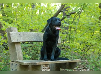 Labrador Retriever Deckrüde mit Erfahrung!