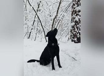 Labrador Retriever Deckrüde mit Erfahrung!