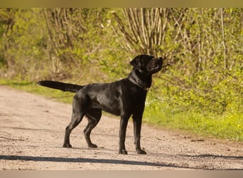 Labrador Retriever Deckrüde mit Erfahrung!