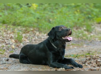 Labrador Retriever Deckrüde mit Erfahrung!