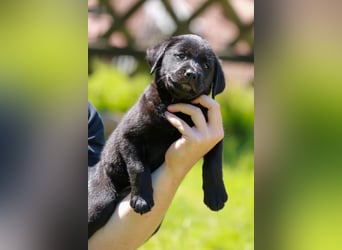 Labrador Retriever Deckrüde mit Erfahrung!