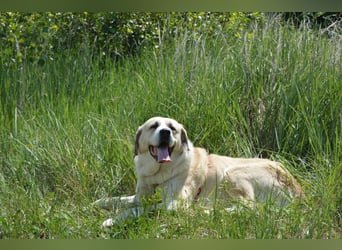 Daisybelle – verschmuste Labradormix-Dame sucht ihr Herz