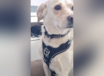 MILEY ca. 7 J. Labrador(mix?)Hündin sucht Geborgenheit