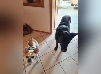 RONNY ca. 10 J. Labbi-Schäfermixrüde sucht warmes Plätzchen