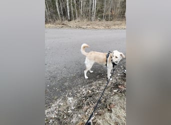 MILEY ca. 7 J. Labrador(mix?)Hündin sucht Geborgenheit