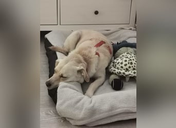 MILEY ca. 7 J. Labrador(mix?)Hündin sucht Geborgenheit