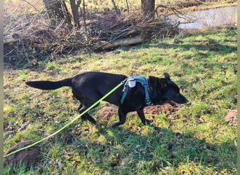 RONNY ca. 10 J. Labbi-Schäfermixrüde sucht warmes Plätzchen