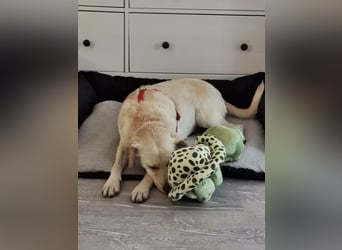 MILEY ca. 7 J. Labrador(mix?)Hündin sucht Geborgenheit