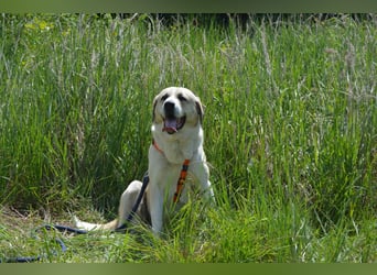 Daisybelle – verschmuste Labradormix-Dame sucht ihr Herz