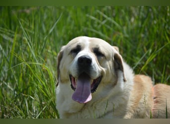Daisybelle – verschmuste Labradormix-Dame sucht ihr Herz