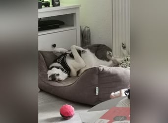 MILEY ca. 7 J. Labrador(mix?)Hündin sucht Geborgenheit