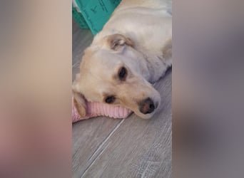 MILEY ca. 7 J. Labrador(mix?)Hündin sucht Geborgenheit