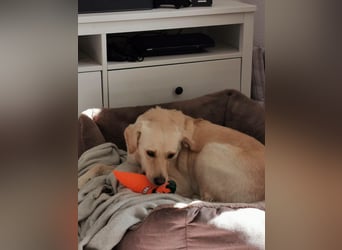 MILEY ca. 7 J. Labrador(mix?)Hündin sucht Geborgenheit