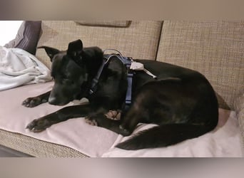 RONNY ca. 10 J. Labbi-Schäfermixrüde sucht warmes Plätzchen