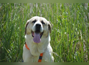 Daisybelle – verschmuste Labradormix-Dame sucht ihr Herz