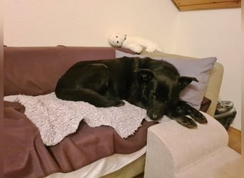 RONNY ca. 10 J. Labbi-Schäfermixrüde sucht warmes Plätzchen