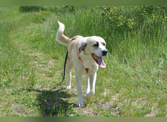 Daisybelle – verschmuste Labradormix-Dame sucht ihr Herz