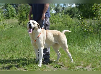 Daisybelle – verschmuste Labradormix-Dame sucht ihr Herz