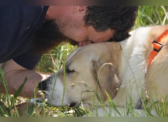 Daisybelle – verschmuste Labradormix-Dame sucht ihr Herz
