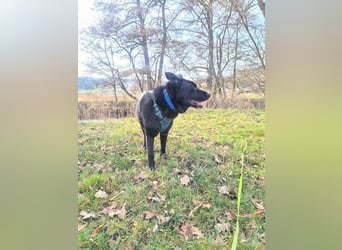 RONNY ca. 10 J. Labbi-Schäfermixrüde sucht warmes Plätzchen