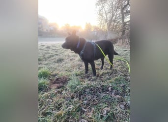 RONNY ca. 10 J. Labbi-Schäfermixrüde sucht warmes Plätzchen