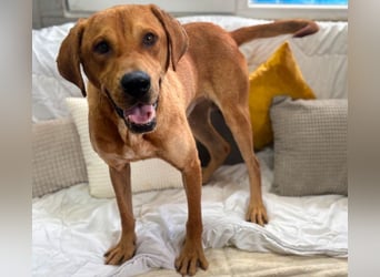 Aurel - toller Junghund sucht Zuhause!