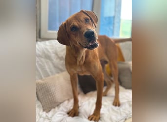 Aurel - toller Junghund sucht Zuhause!
